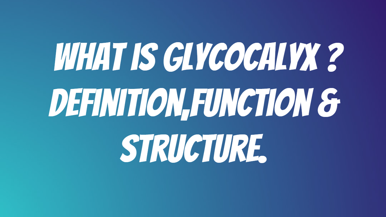 Function Of Glycocalyx